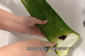 老婆偷偷学会了闺蜜的护发小妙招 芦荟鲜汁灌发吃土都要用