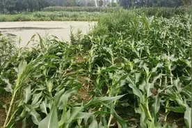 玉米倒伏需不需要扶？原来这才是正确做法，收藏学习下视频封面