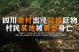 四川农村出现凶猛黑熊，村民在菜地袭击身亡，全村暴怒上山反击视频封面