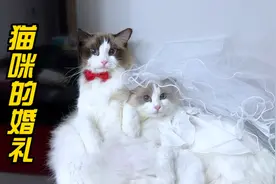 布偶猫的搞笑婚礼，拜堂和西式都安排上了视频封面