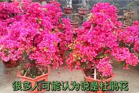 情人节别送巧克力了，把这盆三角梅送给女朋友她会乐开了花视频封面