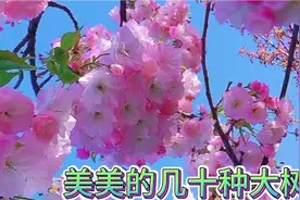 春暖花开，这些各种各样美美的的大树花简直是太美了！请你欣赏！视频封面