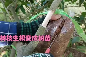 树枝生根变树苗 植物生命力多强 树枝能变成小花园 养花小技巧视频封面