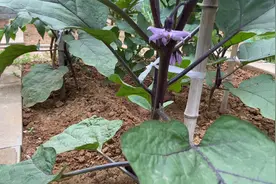 茄子要想长得又多又大，日常管理除了施肥浇水之外还离不开这几步视频封面