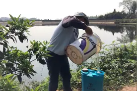 爱媛38谢花了，把花打掉开始保花保果，今年能有个好行情没视频封面