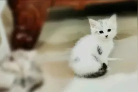 曲终猫散，十一个兄弟姐妹都走了，剩下这孤儿寡母好不孤单。视频封面