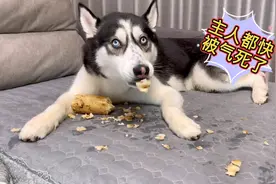 趁主人不在家狗狗偷吃莲藕，当看到满沙发的垃圾后，主人崩溃了！