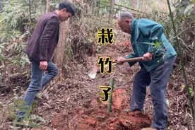 春天到了，我们全家出动栽竹子，创造财富，增加经济收入视频封面
