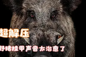 超解压，野猪挂甲声音太治愈了视频封面