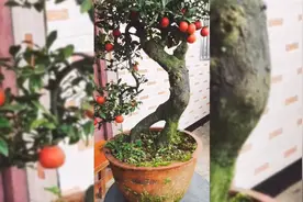 四季园艺金弹子红果果真漂亮