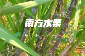 南方人的快乐，家庭种植常见水果。视频封面
