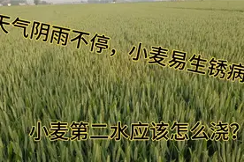 小麦第二水什么时间浇最好，扬花期适合浇水吗？又该注意哪些方面视频封面