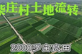 振兴乡村！俺村流转2000多亩优质良田，欢迎各地农业合作种植！视频封面