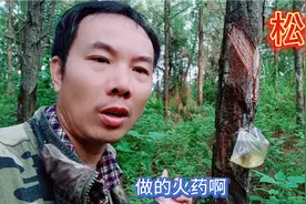 没有这个东西就没有火药，这就是火药的原材料松香视频封面
