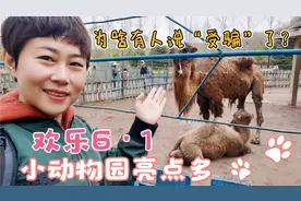 六一去哪玩？哈尔滨北方森林动物园实拍，门票80元值不值（上）视频封面