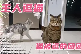 主人用这三种方法逗猫，猫被逗得团团转，主人乐坏了