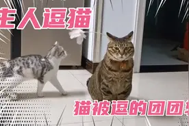 主人用这三种方法逗猫，猫被逗得团团转，主人乐坏了视频封面