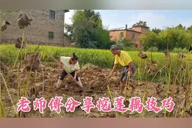 子露向村里师傅学习挖莲藕，一挖一个准，挖藕技巧分享给你