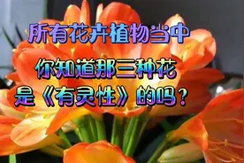 所有花卉植物当中，你知道那三种花是《有灵性》的吗？视频封面