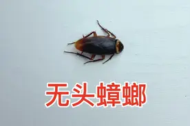 蟑螂没有头只剩身体能活多久？结果让人大吃一惊