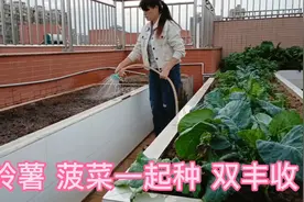 第二批马铃薯用草木灰当底肥，与菠菜同时种，日后可双丰收视频封面