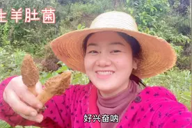 四川南充蓬安，1000元一斤的野生羊肚菌尽然遇上了，小鲁开心惨了视频封面