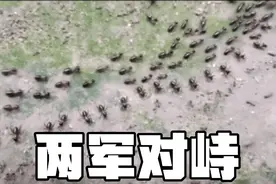 大国与大国——两个庞大的蚂蚁族群相遇会怎么样？视频封面