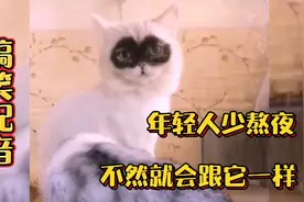 【搞笑配音】年轻人少熬夜，不然下场就会跟它一样，变成夜猫子!