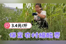 保定农村酸枣涨到每斤3.4元，真是太值钱了，可惜农村姑娘摘不到视频封面