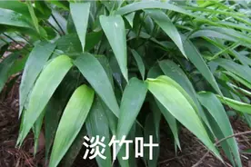 每日学中药——淡竹叶、竹叶视频封面