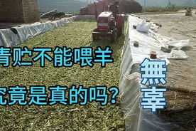 养羊人都说青贮不能喂羊，是真的吗？我们一起来一探究竟视频封面