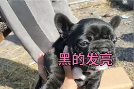 到底什么样纯种？串又是啥样？看完一目了然