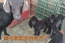 羔羊软瘫该如何治疗？阿龙用这款药百试百灵，效果杠杠的视频封面