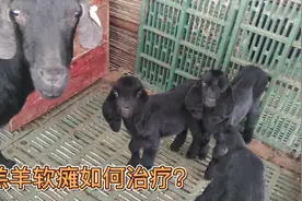 羔羊软瘫该如何治疗？阿龙用这款药百试百灵，效果杠杠的视频封面