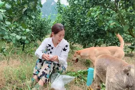 农村女孩果园干活，还自带“早饭”，网友：这才是真正的农村生活视频封面