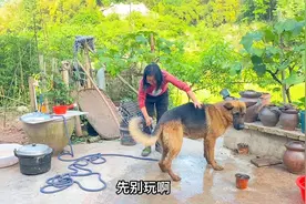 牧羊犬小贝赶完羊回家，跟女主人的快乐时光，看看主人一脸的宠溺视频封面