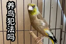 养鸟犯法吗？养鸟是违法还是犯罪？进来听听这位博主怎么说的？