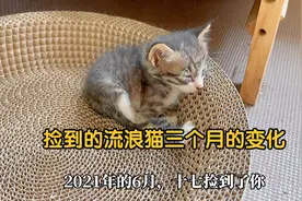 捡到的流浪猫三个月的变化，躺着躺着就长大了视频封面