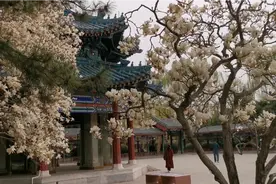 皇家园林盛开的玉兰花，白色的大花朵像鸽子，随着微风飘舞视频封面