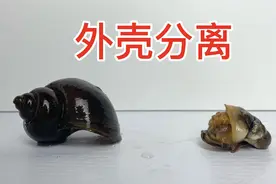 把福寿螺的外壳拆掉它会死么？结果让人大吃一惊视频封面
