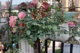 粉龙嫁接成树月季。春天刚开完第一波花，马上又来第二波花了。视频封面