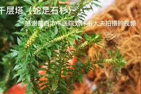 身边的草药（743），千层塔（蛇足石杉），散瘀止血清热除湿视频封面
