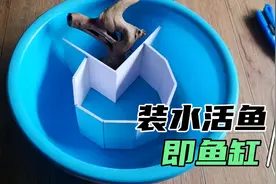 养鱼不用买鱼缸，塑料盆打造鱼缸全过程，养鱼其实很简单视频封面