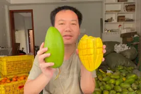 新鲜的大青芒上市了，大青芒催熟放在暖和地方，稍微变软就可以食视频封面