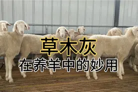 养羊中的大功臣“草木灰”非常常见但是非常不一般的功效视频封面