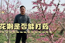 桃树盛花期“是否可以打药”原来这样做才能保花保果有产量视频封面