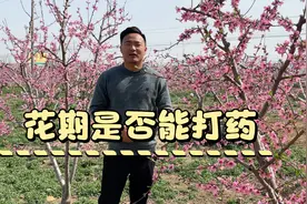 桃树盛花期“是否可以打药”原来这样做才能保花保果有产量视频封面