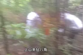 长那么大，第一次摘八角，原来八角树长这个样。视频封面