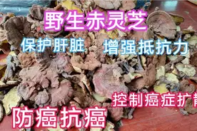 防癌抗癌控制癌扩散最好的野生灵芝，入药最好，保护人体各项器官视频封面