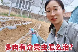 多肉招满了白色小虫子该怎么处理？4种处理方法，几天就能解决视频封面